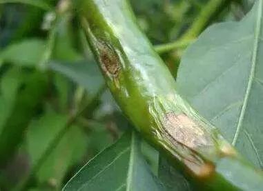 用了這么多年殺菌劑，還是三氯異氰尿酸最管用——物美價廉，病菌全殺